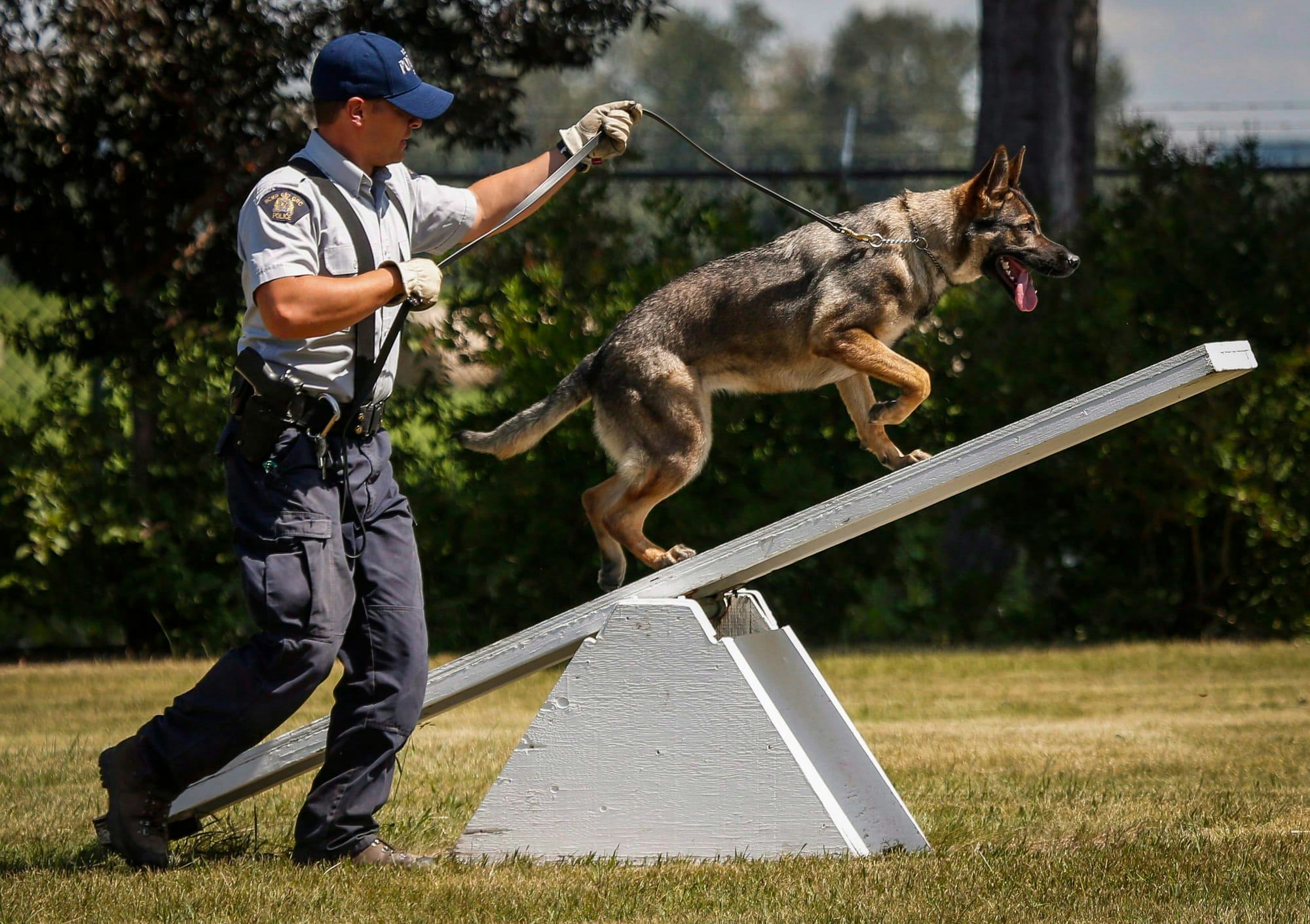 A constable leads a german shepherd up a teeter-totter on a police dog training obstacle course.