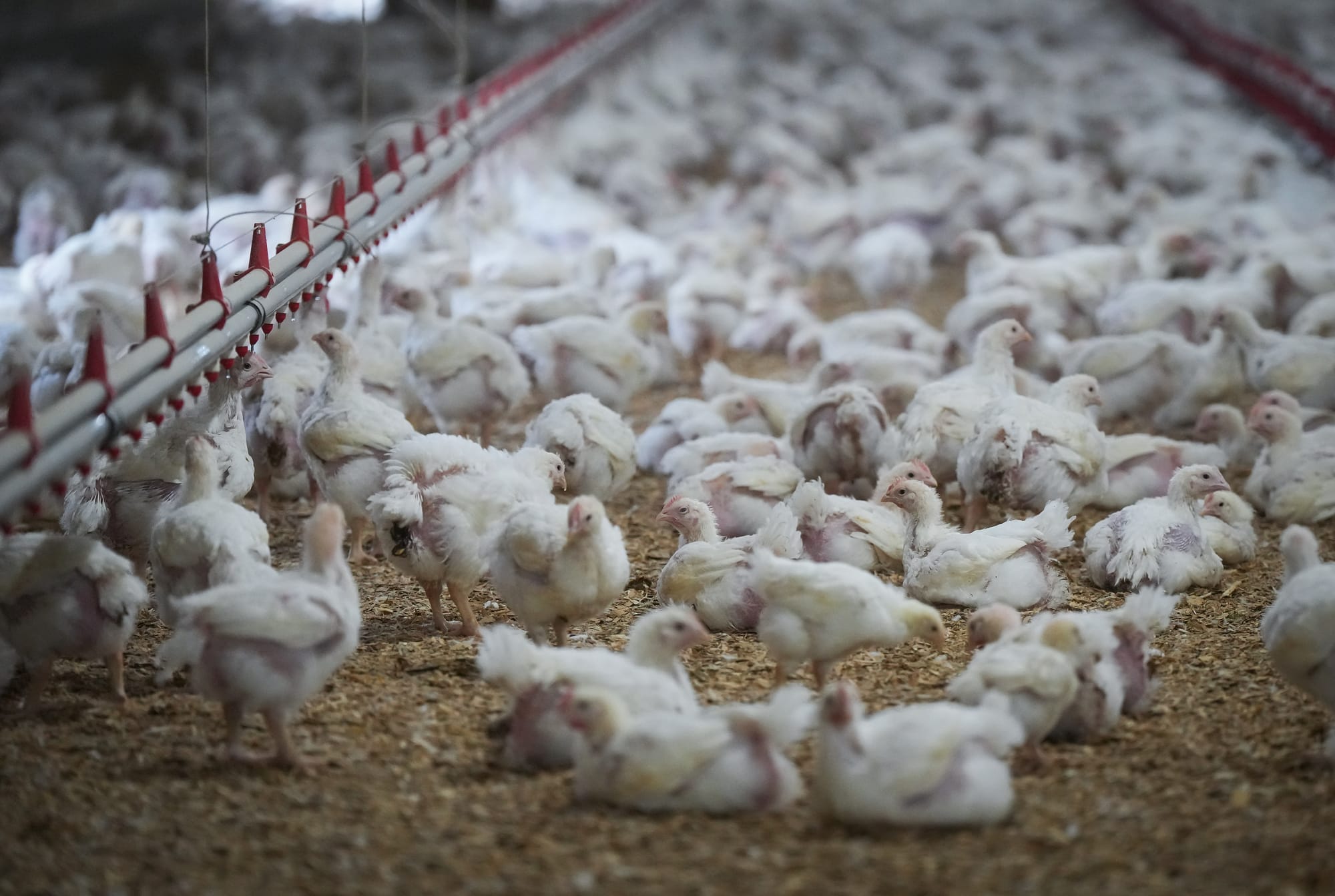 A large flock of very young chickens is pictured on the floor of a barn.   