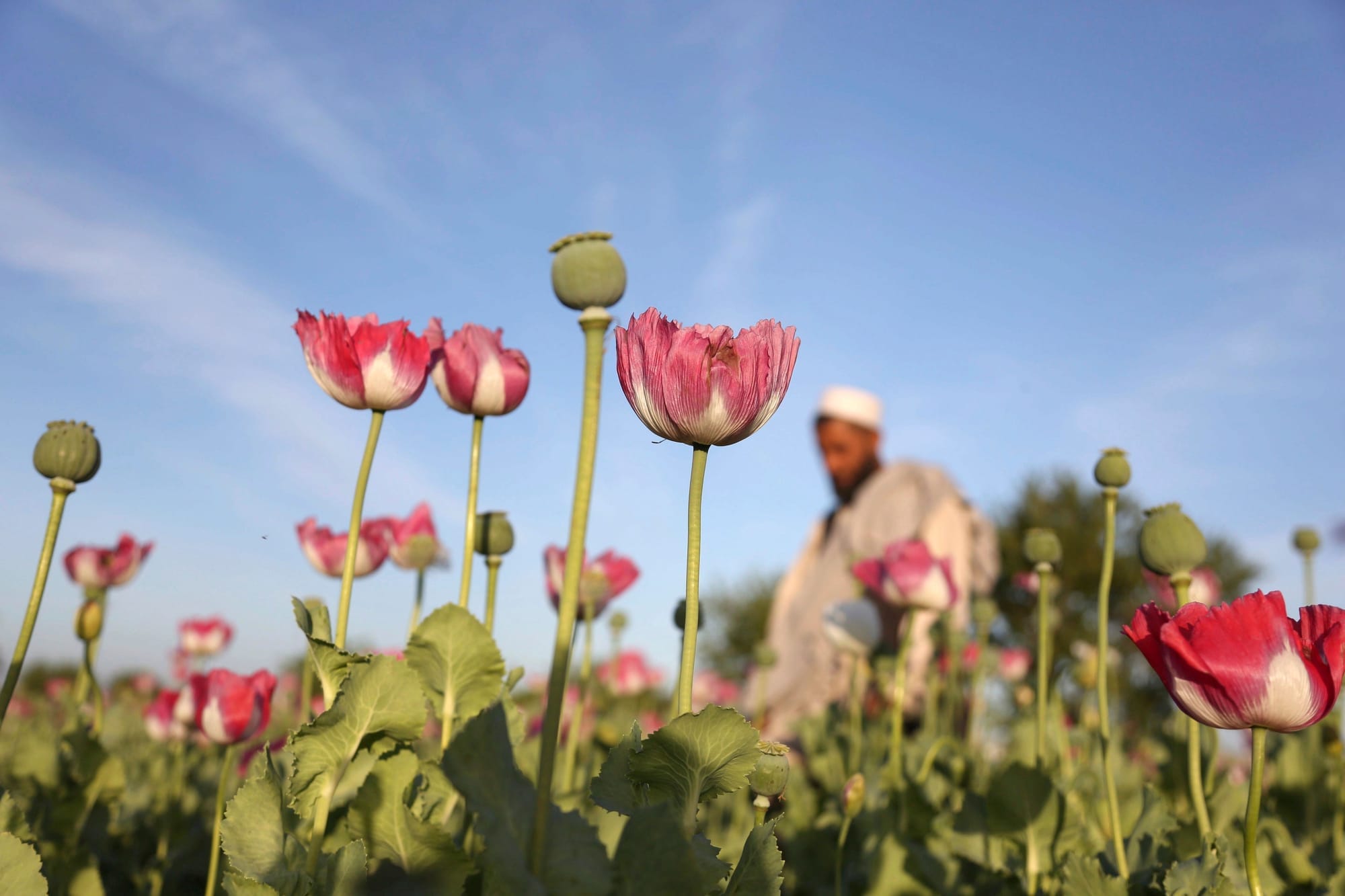 Tall pink and white poppy flowers grow in a field. A man is seen out of focus in the background