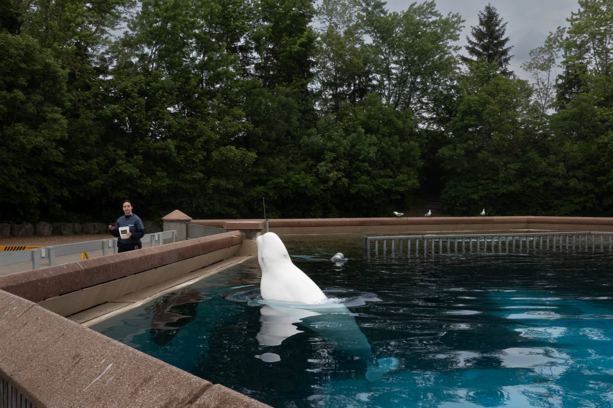 A white beluga whale pokes its head out of the water in its pool as a person walks by