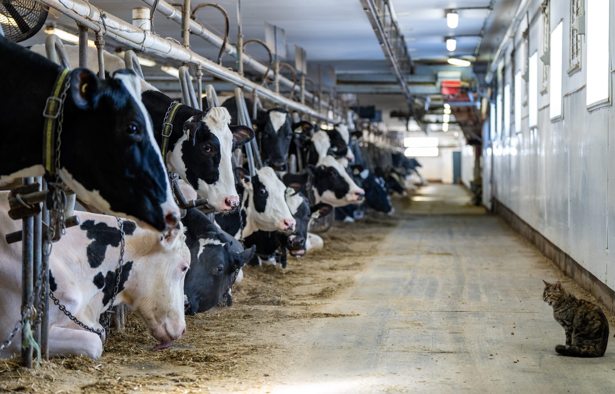 Dozens of cows are lined up in an industrial barn as a brown striped cat looks on.