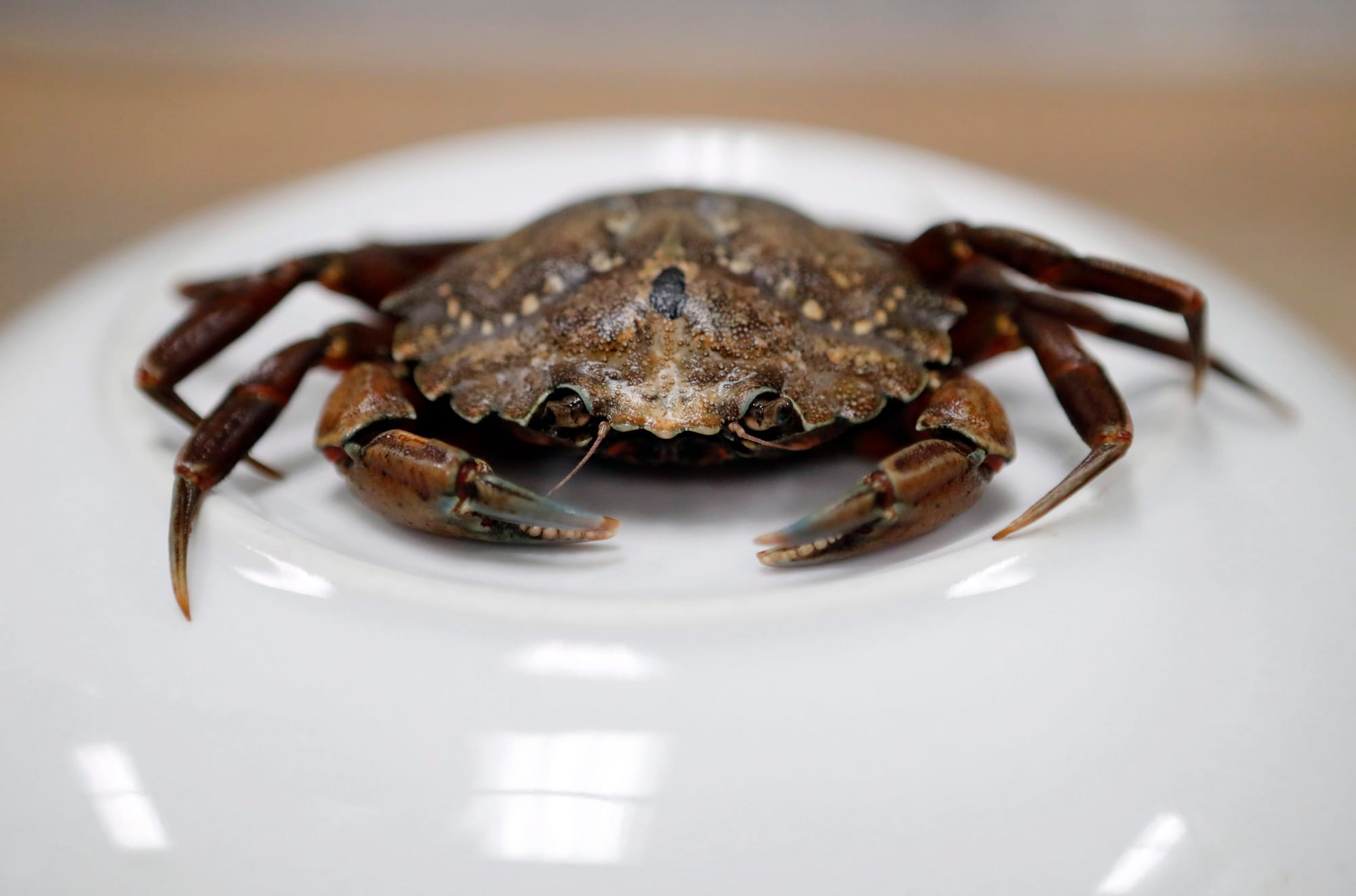 A crab is seen perched on a white bowl.