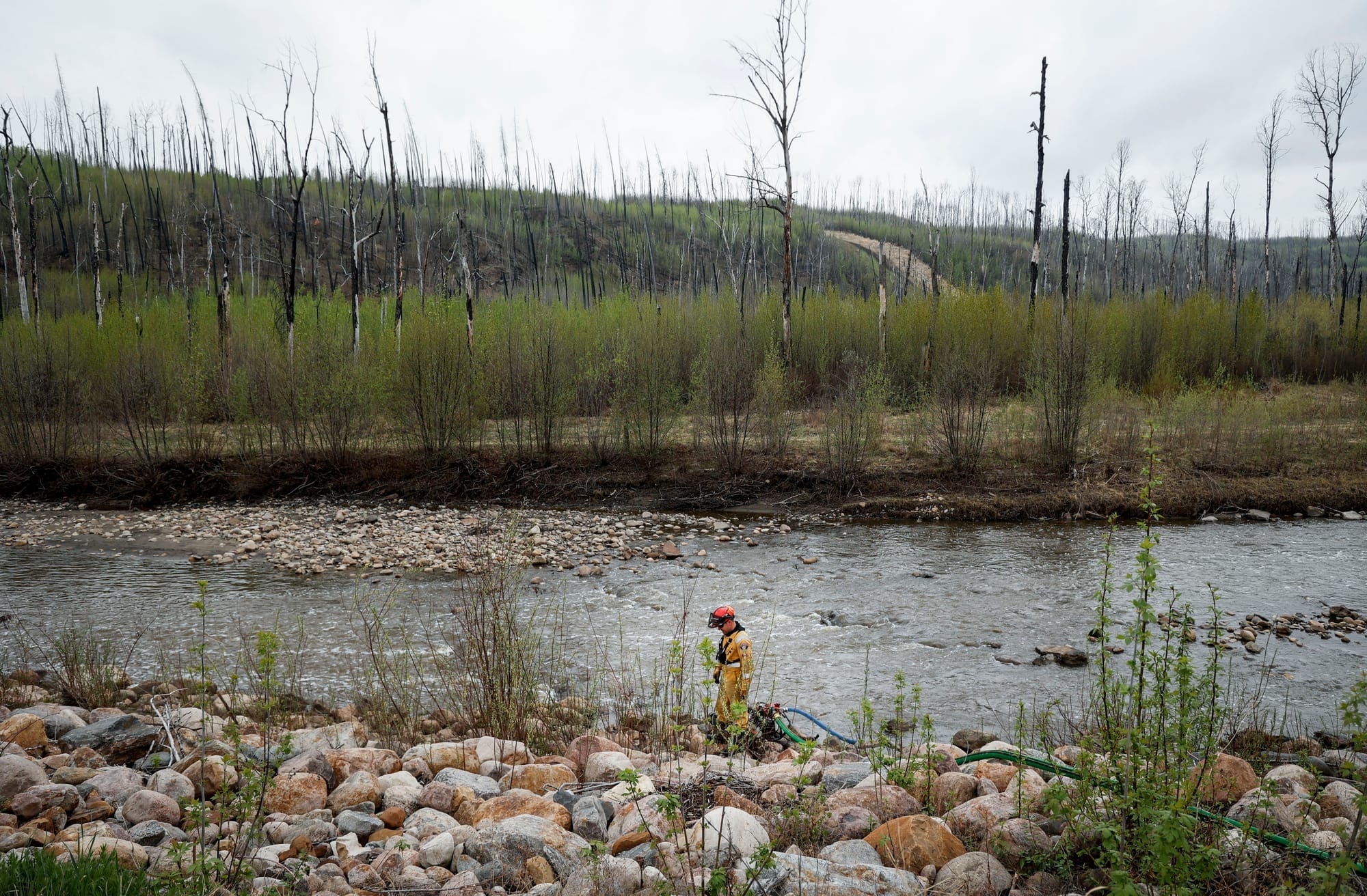 A firefighter walks along a river in Fort McMurray in front of a field of burned tree