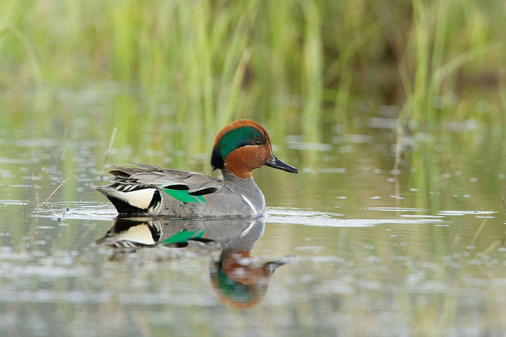 Ducks Unlimited wants new law to protect wetlands threatened by housing development
